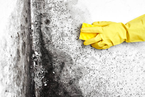 Best Professional Mold Removal  in Carnegie, OK