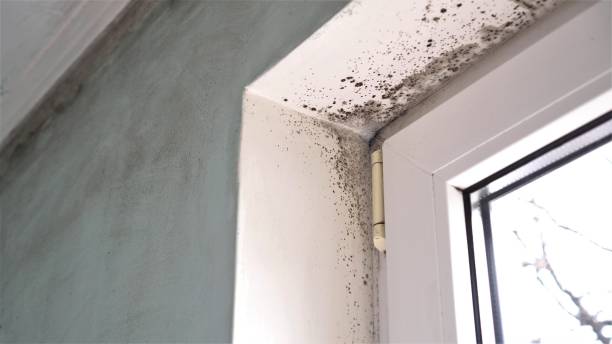 Professional Mold Removal in Carnegie, OK