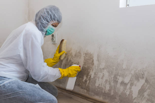 Best Black Mold Removal  in Carnegie, OK