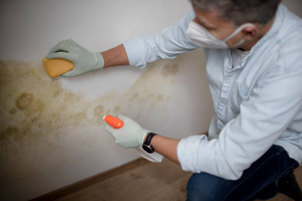 Best Local Mold Removal Service  in Carnegie, OK