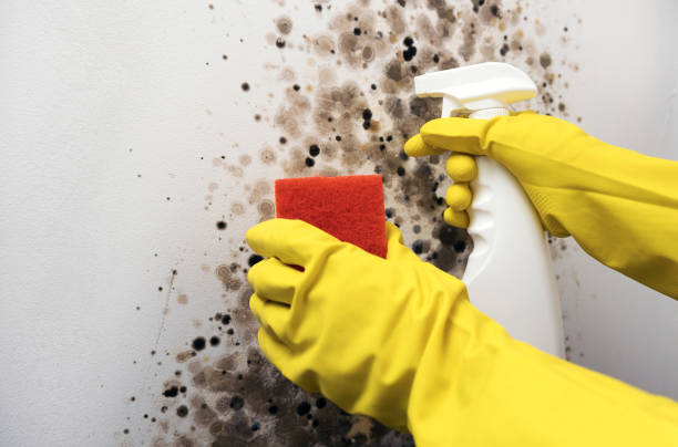 Best Water Damage Restoration  in Carnegie, OK
