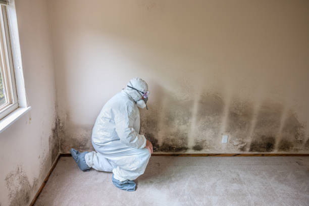 Best Mold Cleaning Services  in Carnegie, OK