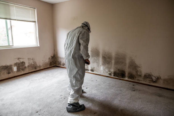 Best Fast Mold Removal  in Carnegie, OK