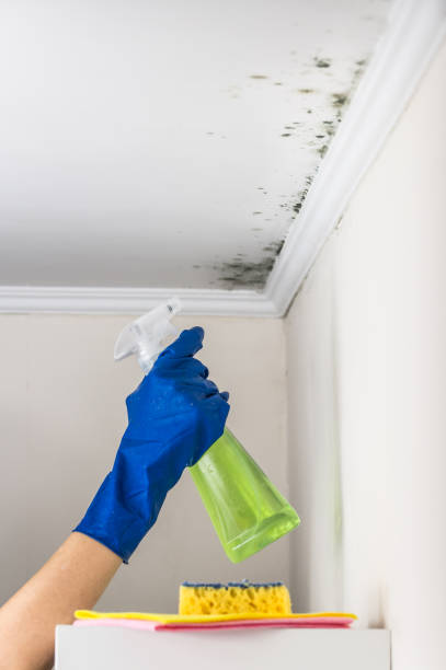 Best Mold Damage Repair  in Carnegie, OK